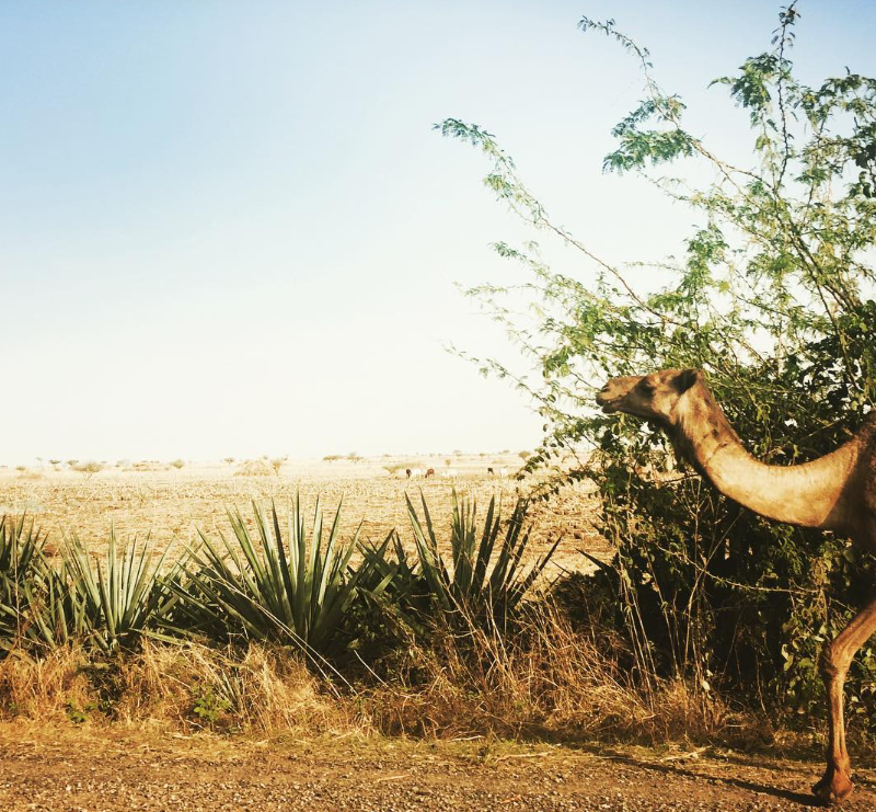 Safari Vendors