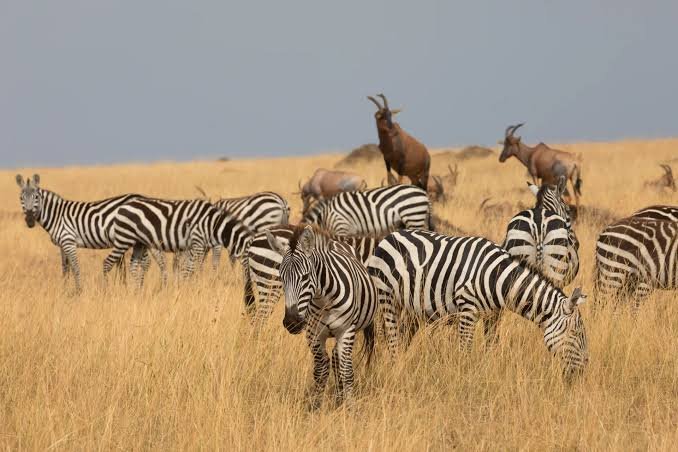 Safari Vendors
