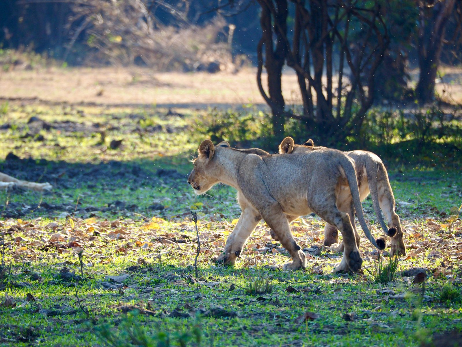Safari Vendors