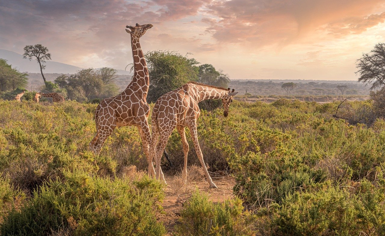 Safari Vendors