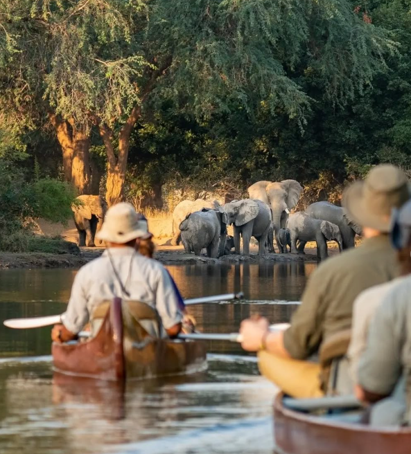 Safari Vendors
