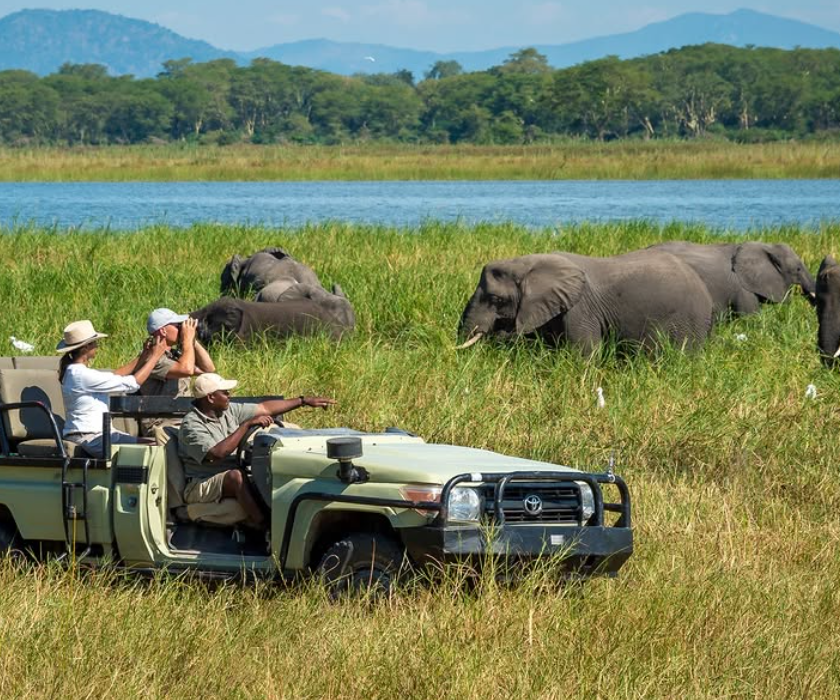 Safari Vendors