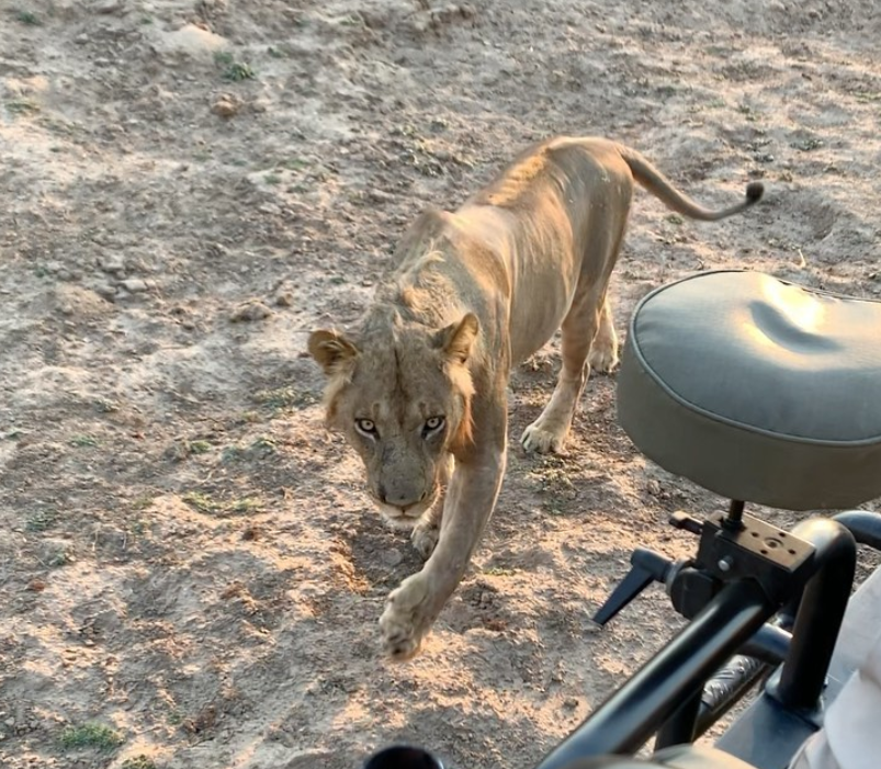 Safari Vendors