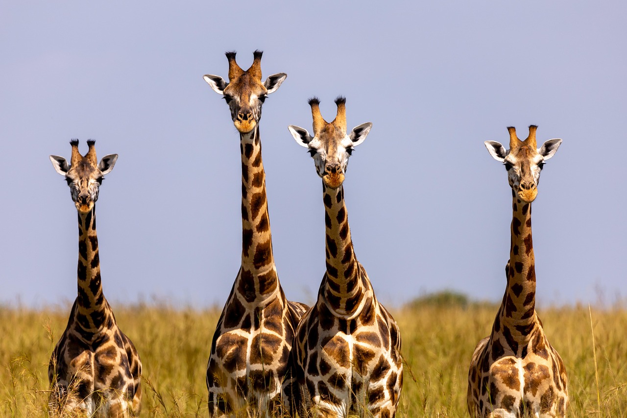Uganda scenery