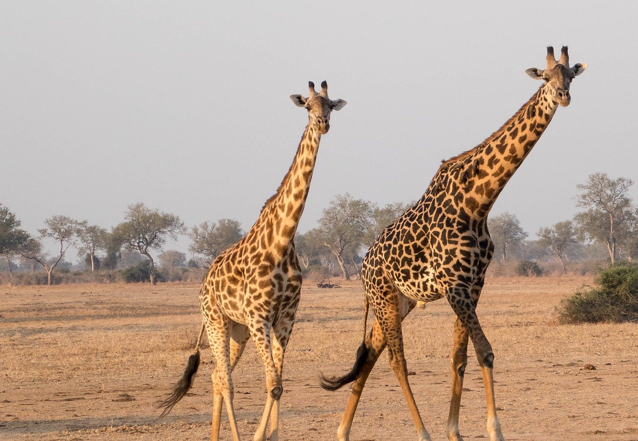 Zambia Gallery Images