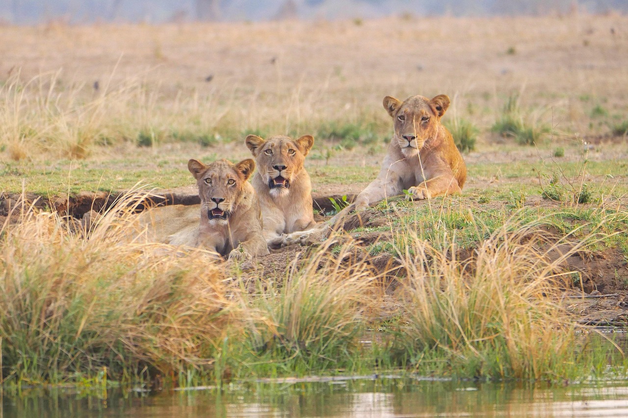 Zambia scenery
