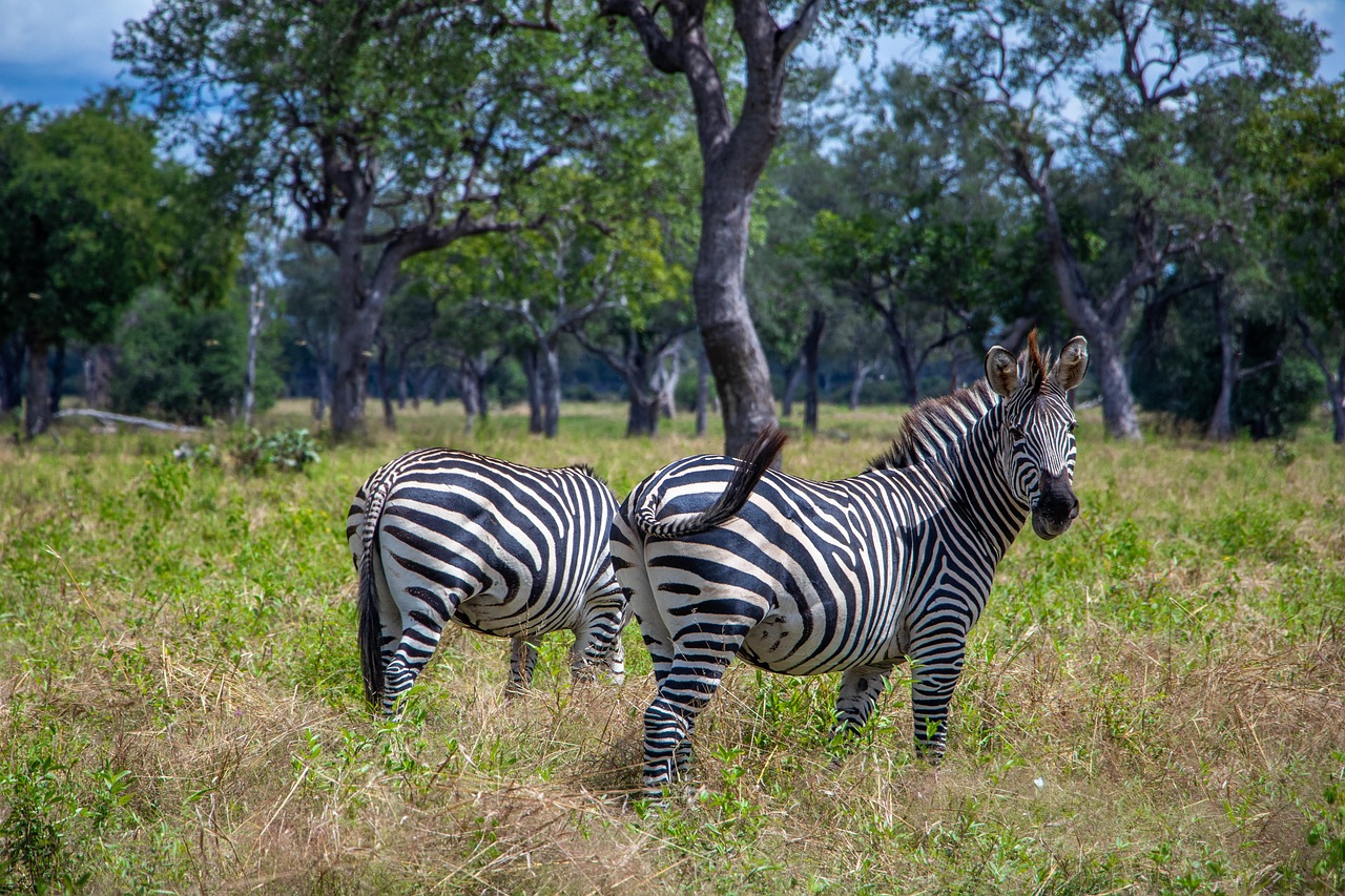 Zambia scenery