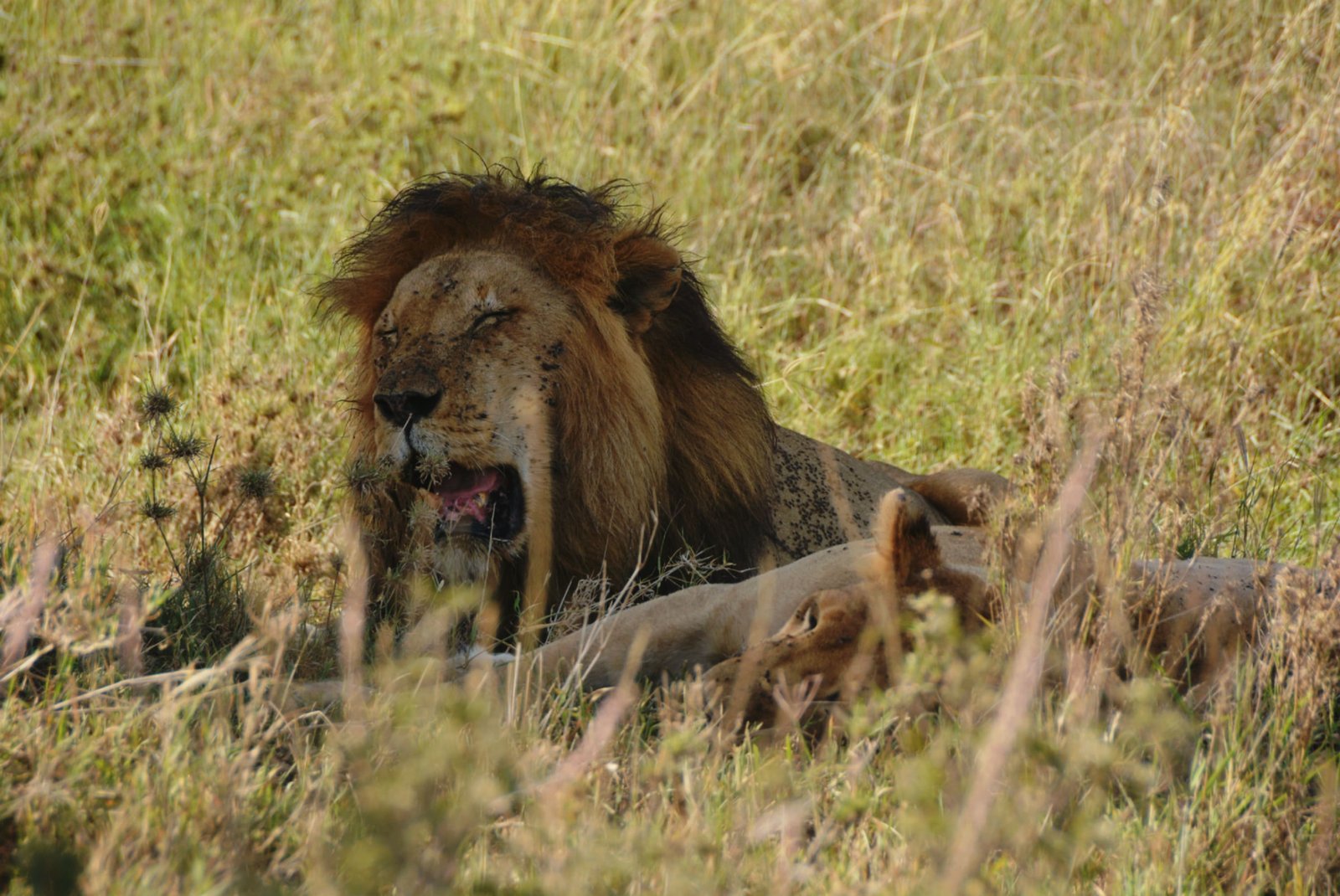 Safari Vendors