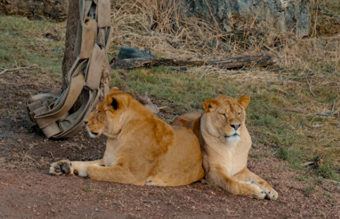 Safari Vendors
