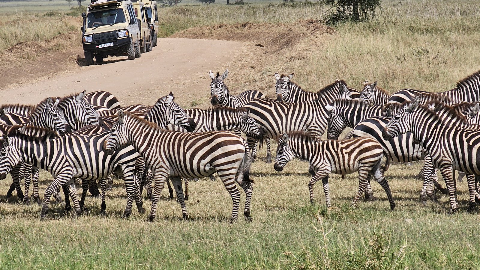 Safari Vendors