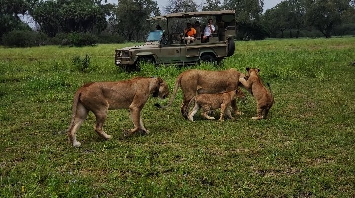 Safari Vendors