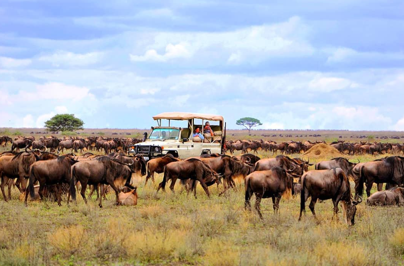 Safari Vendors