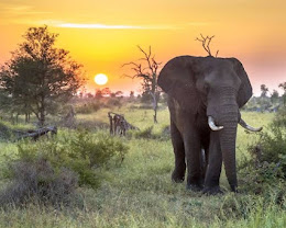 Most 5 Visited Safari Countries in Africa