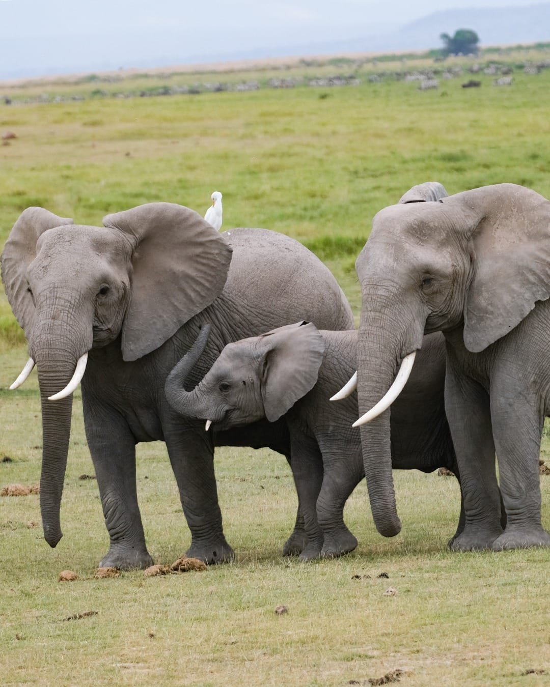 Delight Rose Safaris LTD Cover Image