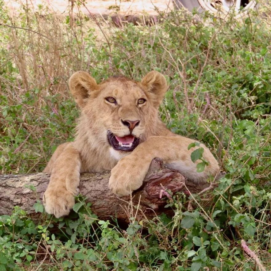 Martial Adventure Safari Cover Image