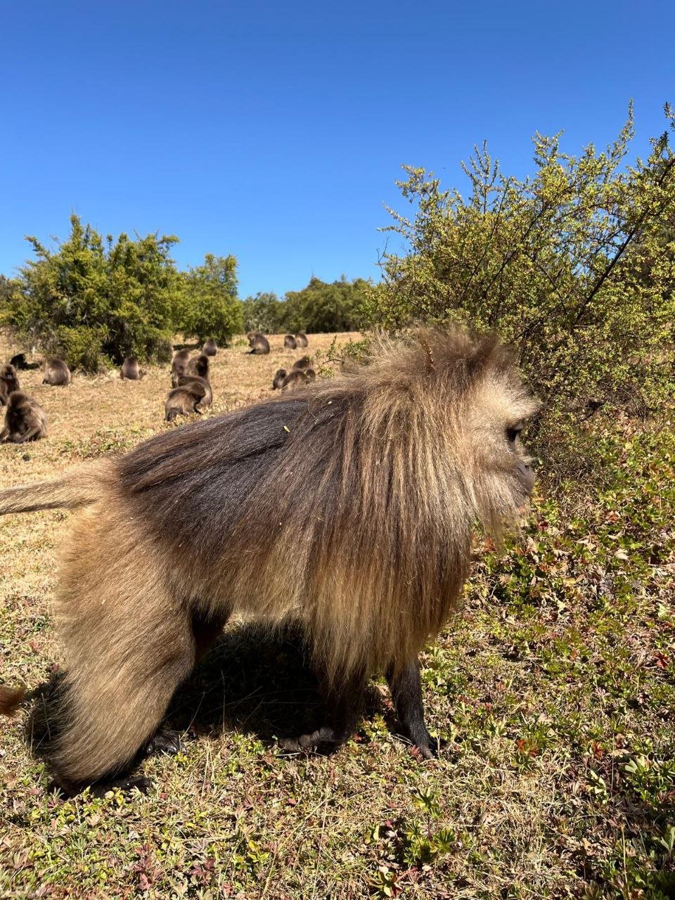 Nature Ethiopia Tours - Safari Tour Operator Cover Image