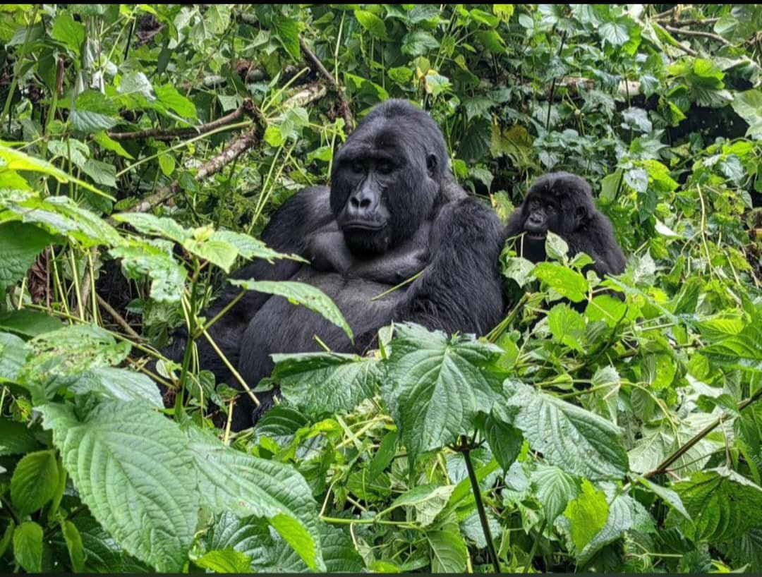 Nile Abenteuer Safaris - Safari Tour Operator Cover Image