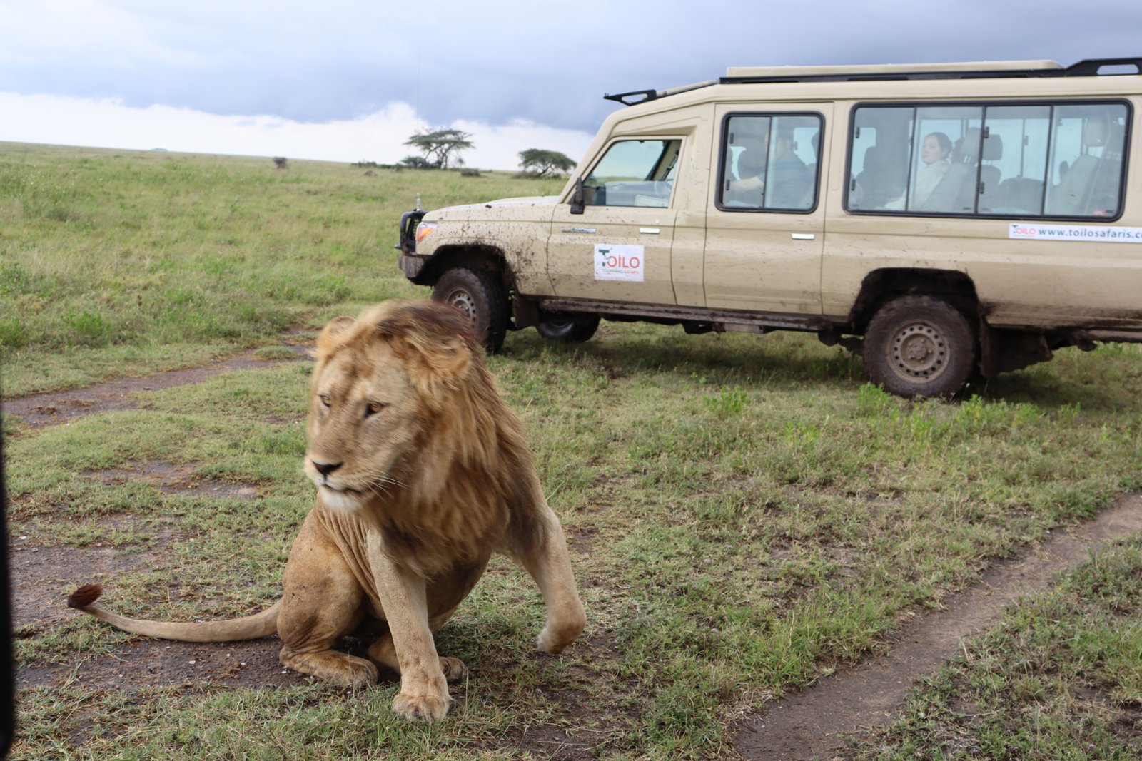 Toilo Tours and Safaris Cover Image