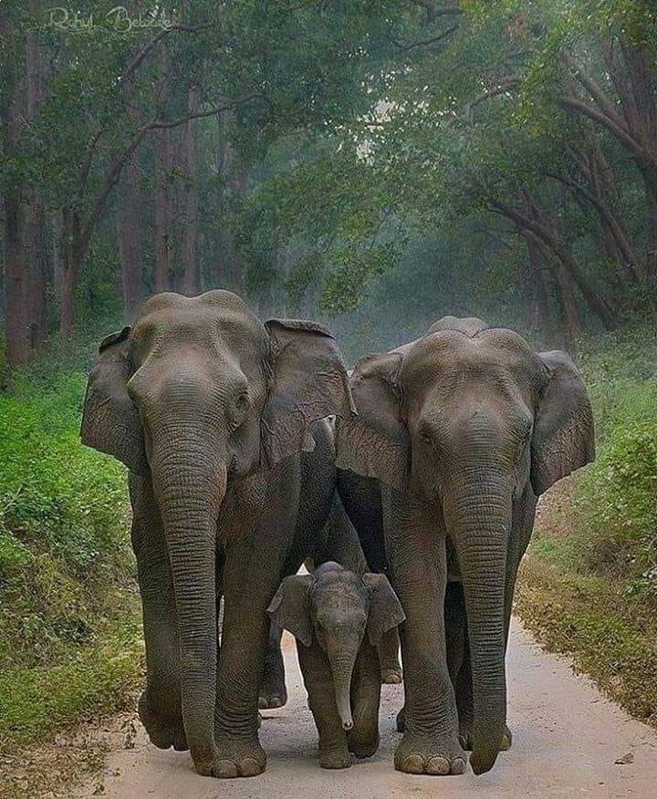 Toto Tembo Safaris Cover Image