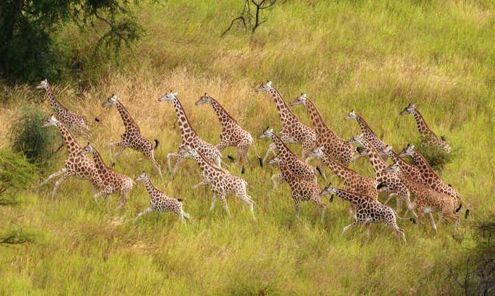 Vowland Ethiopia Tour  - Safari Tour Operator Cover Image