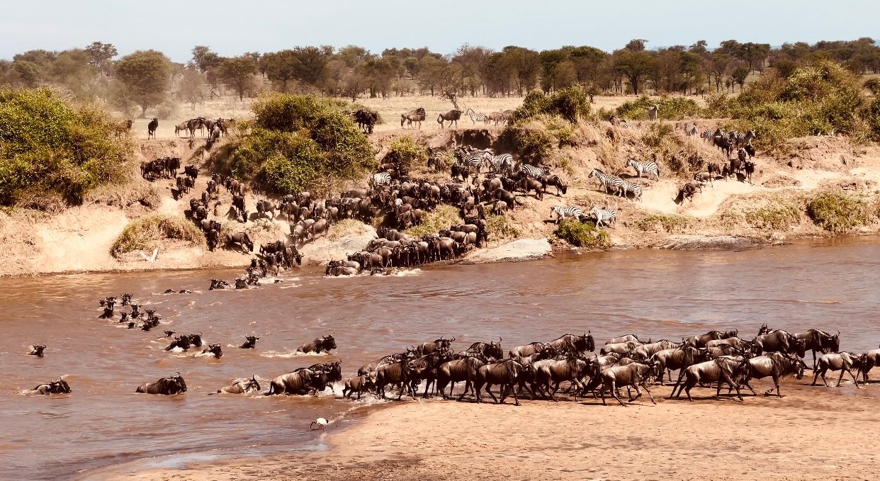 Wild And Nature Safaris Cover Image