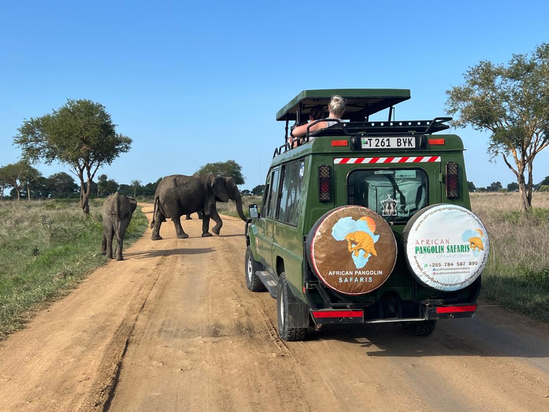 African Pangolin Safaris cover image