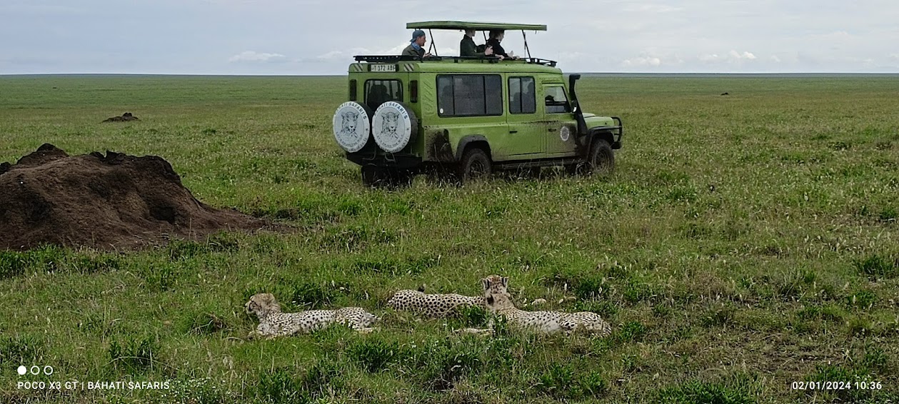 Bahati Safaris  cover image