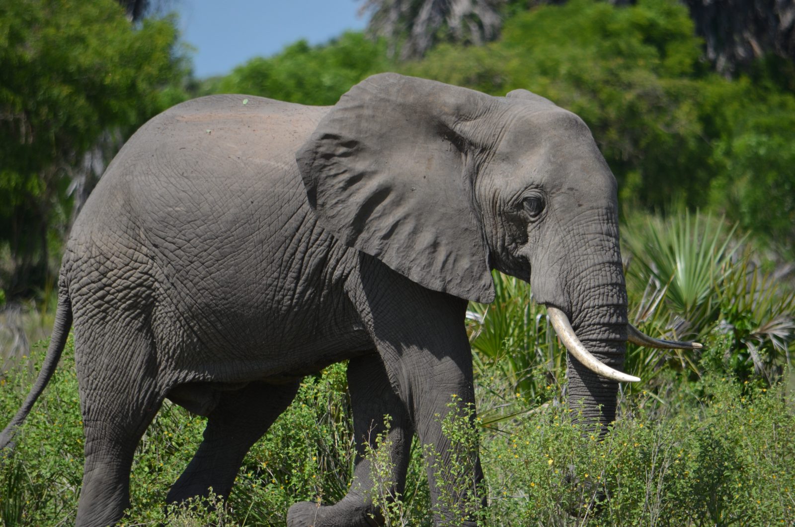 Crowned Wild Africa cover image