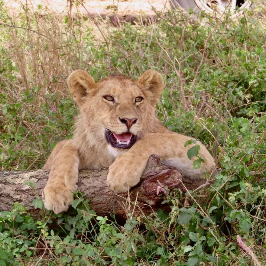 Martial Adventure Safari cover image
