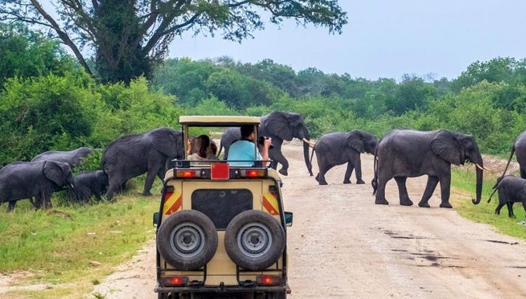 Alphadean Tours and Safaris cover image