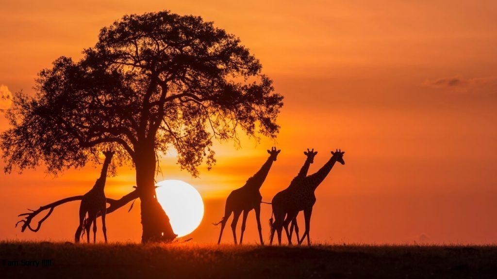 Amani Expeditions cover image
