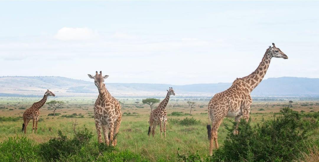 Cruize Wild Safaris cover image
