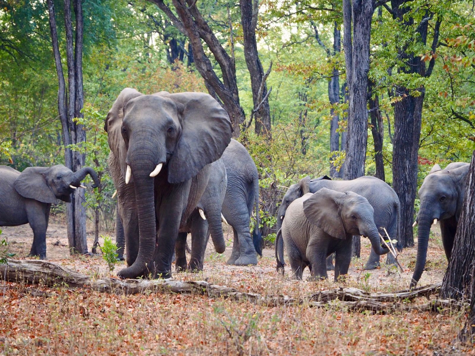 Delta Resort Safaris cover image