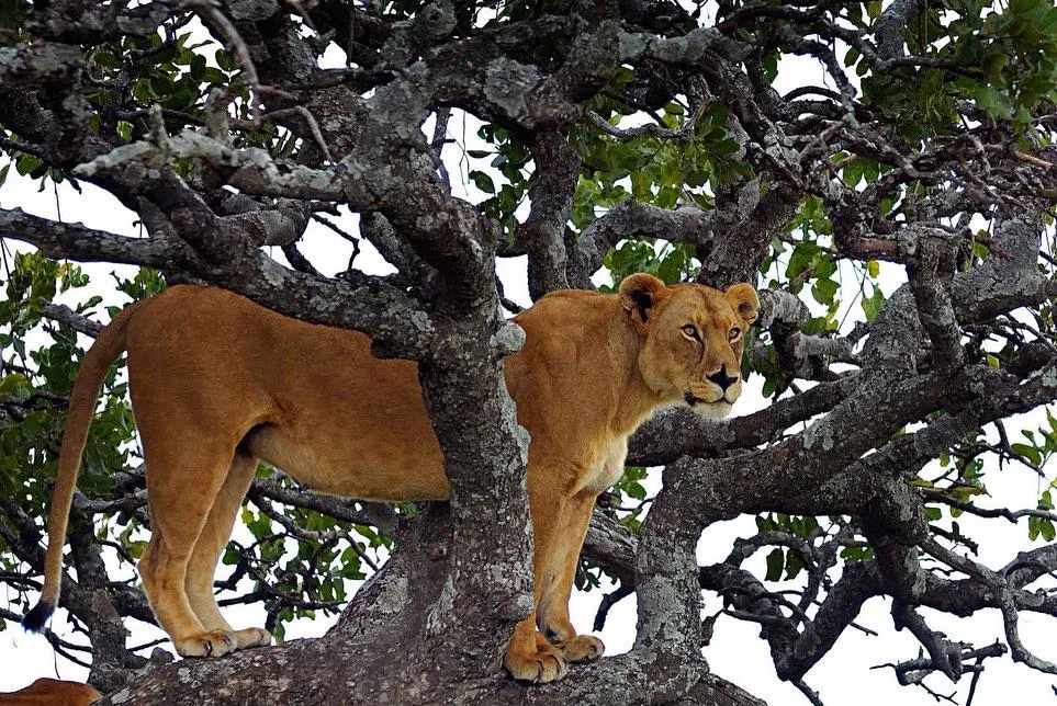 Enrichment Africa Safaris Ug SMC Limited cover image