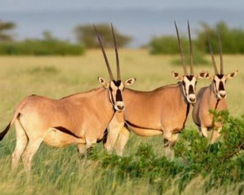 Ethio Top Land Tours cover image