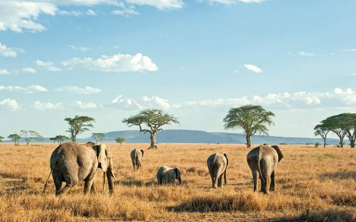 Frati Safaris cover image