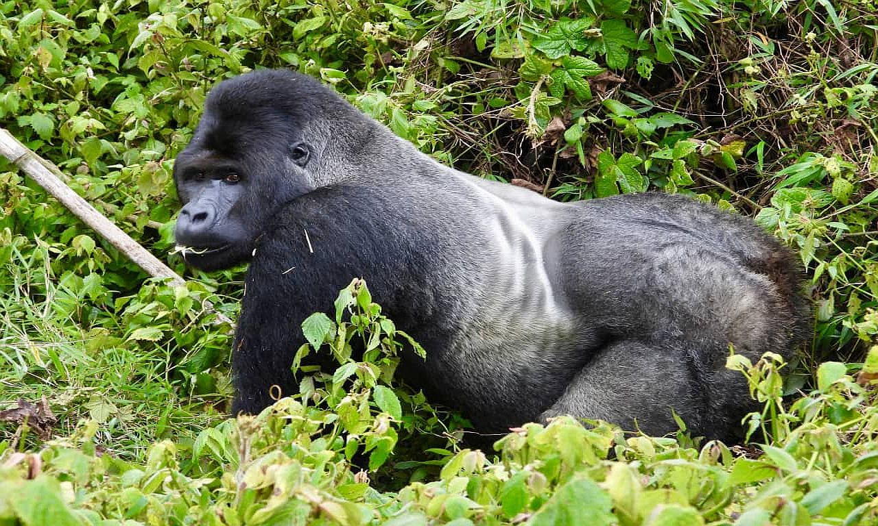 Gorilla Consultants Limited cover image