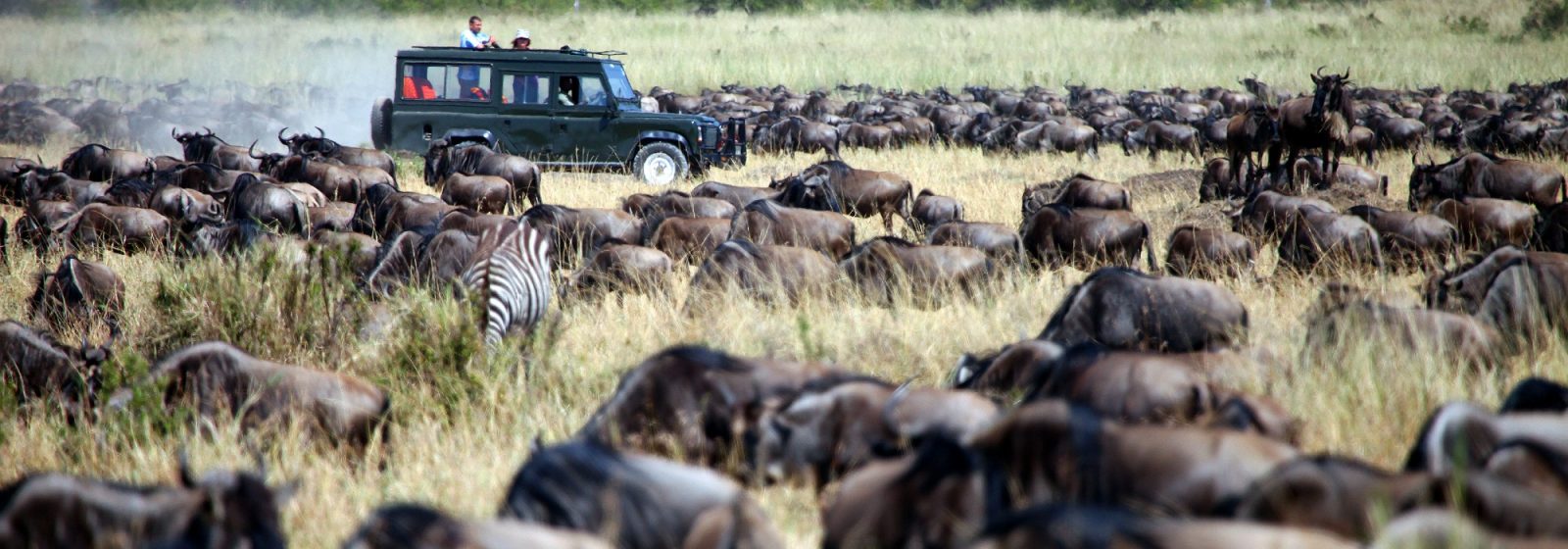Gracepatt Ecotours Kenya cover image