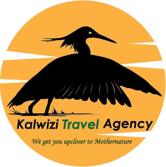 Kalwizi Travel Agency logo