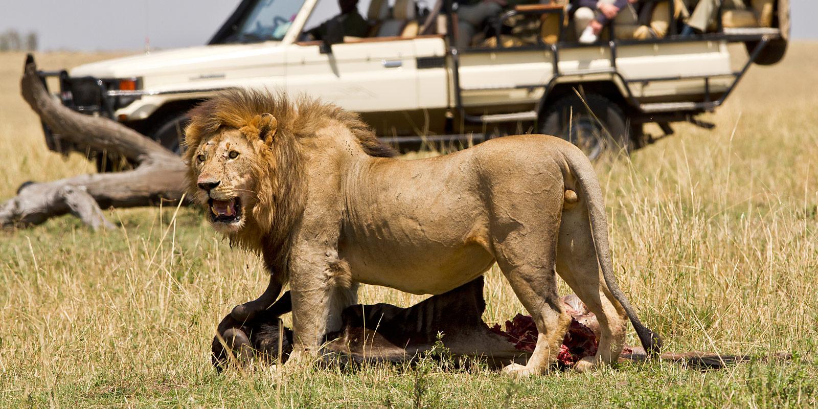 Kili View and Safaris cover image