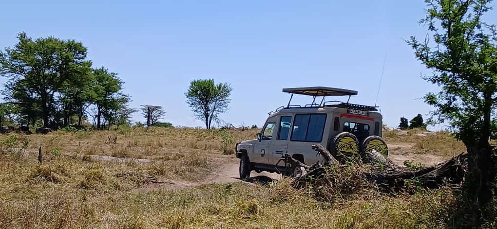 Kilimanjaro Classic Safaris cover image