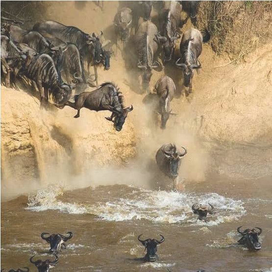 Loushir African Safaris Limited cover image