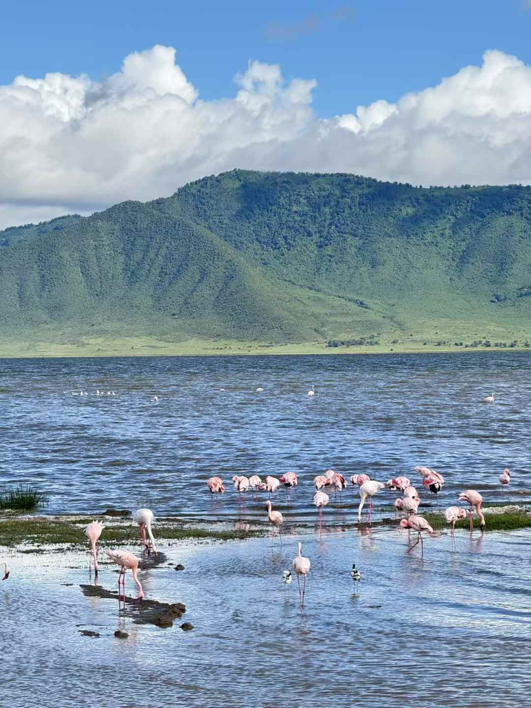 Nature's Symphony Safaris cover image