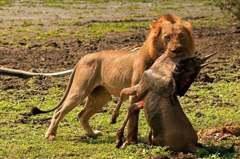 Safaris Adventure Bookers Limited cover image