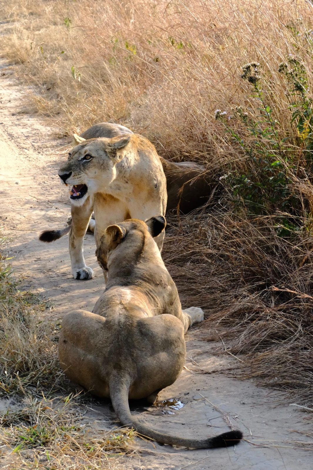TCTC & Camp Tanzania cover image