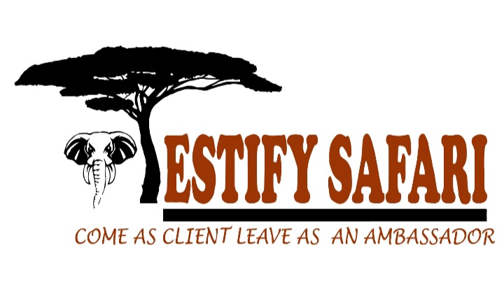 Testify Safari cover image