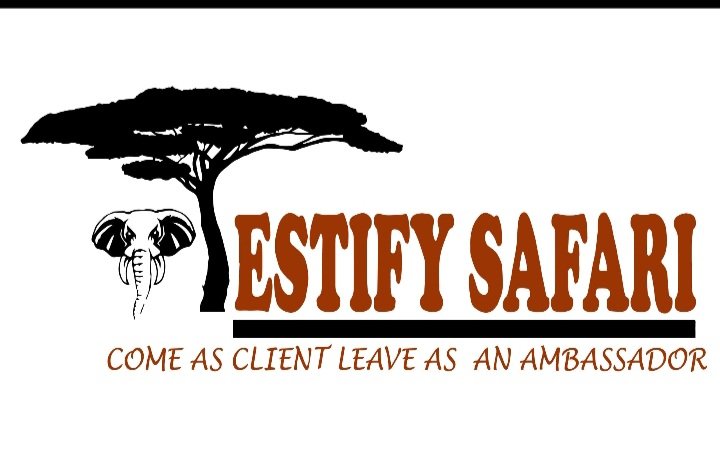 Testify Safari logo