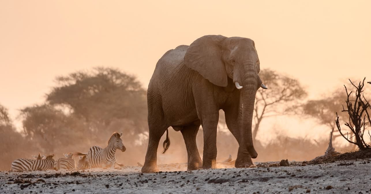 Tlagae African Safaris cover image