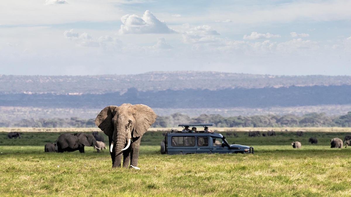 Tusafiri Africa Safaris cover image
