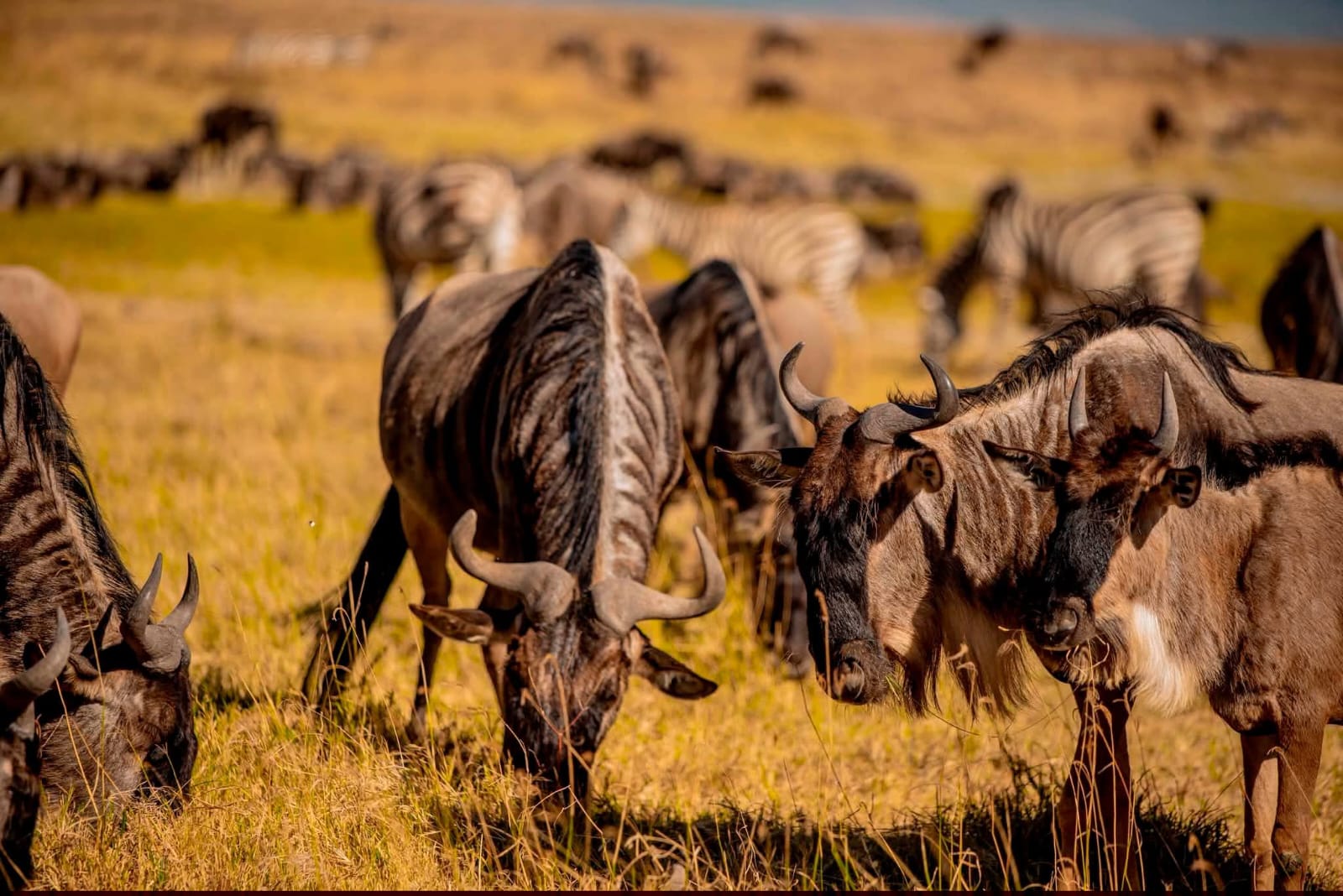 Untamed Horizon Safaris cover image